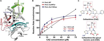 Non-catalytic-Region Mutations Conferring Transition of Class A β-Lactamases Into ESBLs